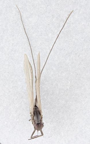 Baetis sp.